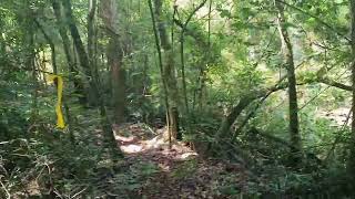 Vídeo da 11ª Caminhada na Natureza de FaxinalMarilândia do Sul  trilha sozinho 10112024 [upl. by Etteval953]