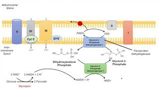 GlycerolPhosphate Shuttle  NADH Electron Transport Chain and ATP Yield [upl. by Vtehsta655]