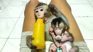 Newborn Baby Monkey Chico hugged by chiro Good Night all [upl. by Tivad]