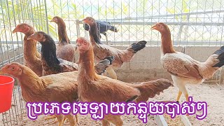 ភាគទី64 ៤៤២០២៤ ប្រភេទមេឡាយអាយុ៦ខែសំរាប់បងៗយកធ្វើពូជ [upl. by Ramor922]