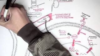 Pharmacology  Glucocorticoids [upl. by Engapmahc]