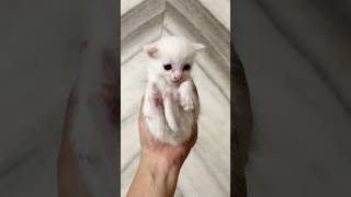 Kitten meowing catvoice catsound thecatlife [upl. by Aneetsyrk]