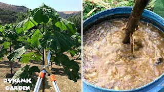 Pruning and Fertilizing Paulownia in the second year  MAGIC fertilizer [upl. by Ahsekar]