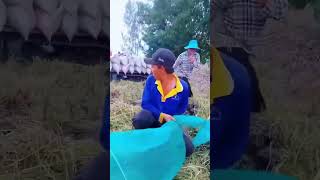 China paddy harvesting shortsytshorts [upl. by Enia]