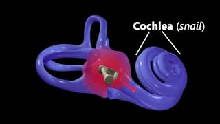 Hearing Ear Anatomy amp Auditory Transduction [upl. by Aiuoqes]