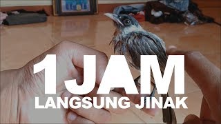 Cara Menjinakkan Burung Kutilang Liar Hanya Dengan 1 Jam Auto Jinak Gaes [upl. by Felske573]