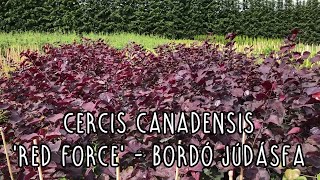 Cercis canadensis Red Force  Bordó levelű júdásfa [upl. by Epoillac619]