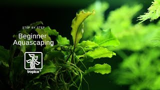 Complete Step by Step Guide to Aquascaping [upl. by Galliett]