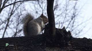 LONDON HYDE PARK [upl. by Bedad568]