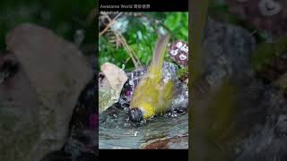 Black crested bulbul birds worldofnaturetv birdslover birdworld nature birdplanet wildlife [upl. by Alrahs]