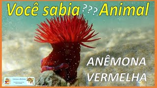 Você sabia Anêmona vermelha  Red anemone anemona anemones cnidaria coelenterata animais [upl. by Einotna]