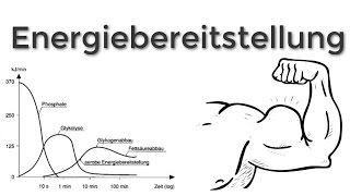 Energiebereitstellung im Körper  Muskelstoffwechsel  Daniel Wörner [upl. by Saxon792]