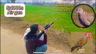 Birds hunting with air gun longe range hunting sr1000s air gun [upl. by Gayl]