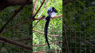 Pintailed whydah in Bird Aviary birds bird aviary [upl. by Narual]