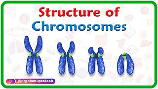 Structure of Chromosomes Chromosome morphology amp Karyotyping  USMLE Step 1 [upl. by Lobiv921]