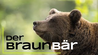 Der Braunbär  Das musst du über ihn wissen  15 spannende Fakten [upl. by Anilecram]