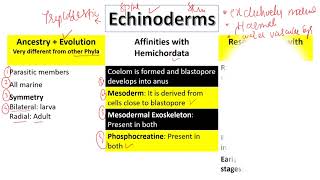 Echinoderm  Features  Affinities with Hemichordates  Affinities with Chordates  Kingdom Animalia [upl. by Oijimer]