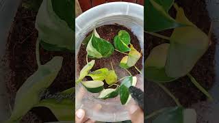 How to do leaf propagation for Variegated Micans [upl. by Nnayt]