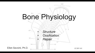 Bone Physiology BIO 201 Human Anatomy amp Physiology I [upl. by Aicella568]