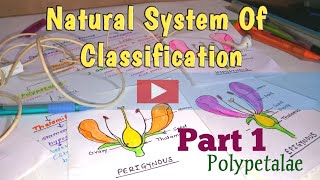 Part 1PolypetalaeNatual System Of Classification [upl. by Ynnel745]