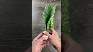 Whale Fin Sansevieria plantcare sansevieria sansevieriaplant stempropagation whalefin [upl. by Nnyltak]