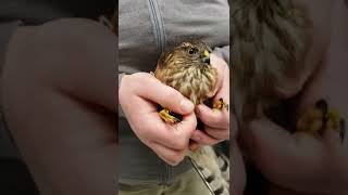 Greaves Release Sharpshinned Hawk [upl. by Eltsirhc]