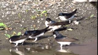 Jiricka obecna Delichon urbica Hirundo rustica House Martin Adolf Goebel [upl. by Anatollo]