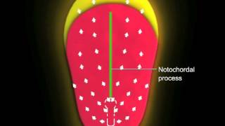 Gastrulation [upl. by Gideon]