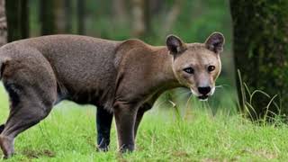 The Enigmatic Fossa Madagascars Agile Carnivore [upl. by Enilekcaj]