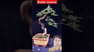 Tutorial membuat bonsai bunjin Juniper sinensis bonsaiideas bonsaitree juniper [upl. by Joon]