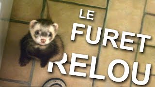 LE FURET RELOU  PAROLE DE CHAT [upl. by Rakel]