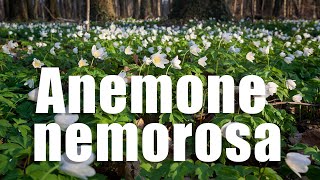 Anemone nemorosa [upl. by Hills]