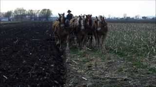 Amish Plowing with a Seven Horse Hitch [upl. by Redmer]