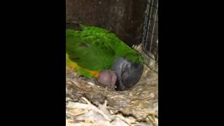 👉🦜Crías de loros de Senegal 🦜senegals parrot🦜 [upl. by Hoehne339]