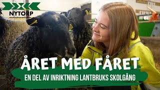 Året med fåret  Naturbruksprogrammet lantbruk på Nytorp [upl. by Ella351]