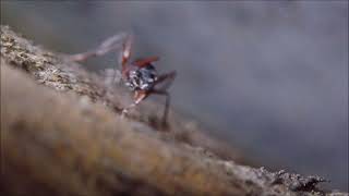 Pincer wasp Dryinidae ovipositing into planthopper Eurybrachidae nymph [upl. by Nilpik]