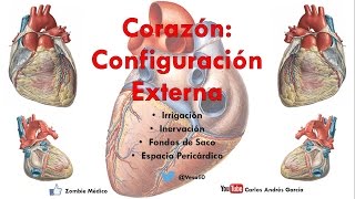 Anatomía  Configuración Externa del Corazón Caras Bordes Relaciones Área Precordial [upl. by Oringa]