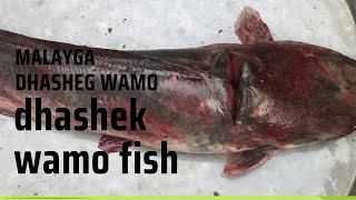 Malayga dhashek wamo Fresh fishing wamo Somalia [upl. by Eilyab744]