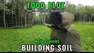 Building Soil with Clovers [upl. by Seroled]