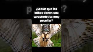 ¿Sabías que los búhos tienen una característica muy peculiar 🦉 Búhos Naturaleza Curiosidades [upl. by Oniluap868]