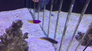 About Royal Dottyback fish [upl. by Ghassan]