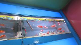 BioResearch in SM MegaMall Pet Store Part 13 [upl. by Raddie]