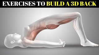 6 Effective Exercises To Build A 3D Back Using Sciences [upl. by Ramahs311]