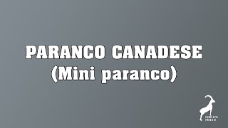 136 Paranco Canadese Mini paranco [upl. by Wier218]