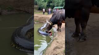 This video is absolutely beyond belief the buffalo actually ate half a python youtubeshorts [upl. by Canfield]