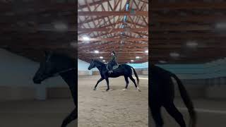 Raws from today❤️ equines horse cantering [upl. by Troyes522]