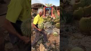 How to plant a cactus in the ground [upl. by Nnahsal115]