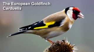 Goldfinch Birdsong  European Goldfinch Birdsong [upl. by Waine]