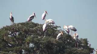 ಕೊಕ್ಕರೆ ಬೆಳ್ಳೂರು Kokkare Belluru bird sanctuary [upl. by Annohs]