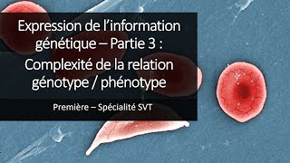 Unité 2chapitre 2l’expression de l’information génétiquegène allèlemutation Partie 1 [upl. by Bruning]